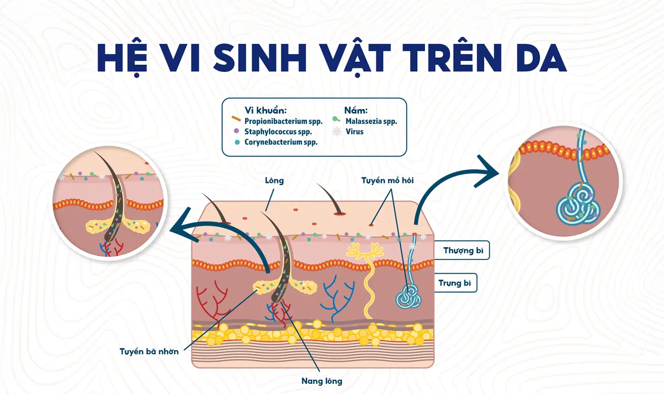 Sơ đồ hệ vi sinh vật trên da