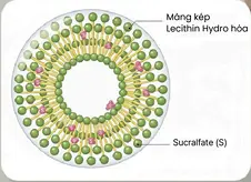 Cấu tạo của Plussome™