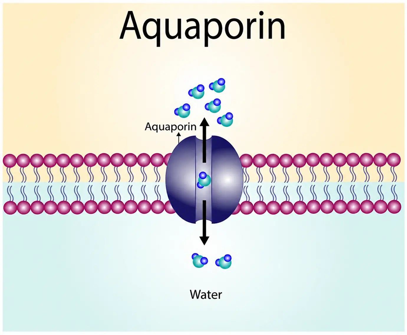 Aquaporin-3 hỗ trợ vận chuyển nước trong biểu bì