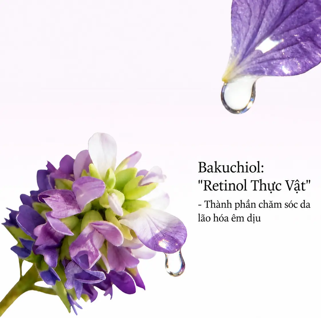 Bakuchiol retinol thực vật