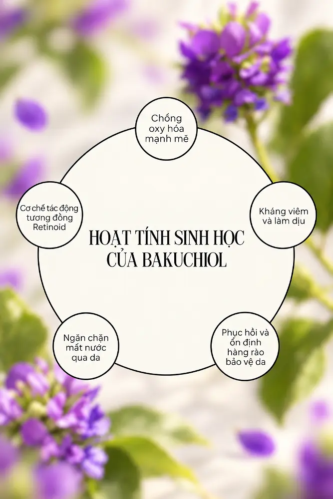 Hoạt tính sinh học của Bakuchiol